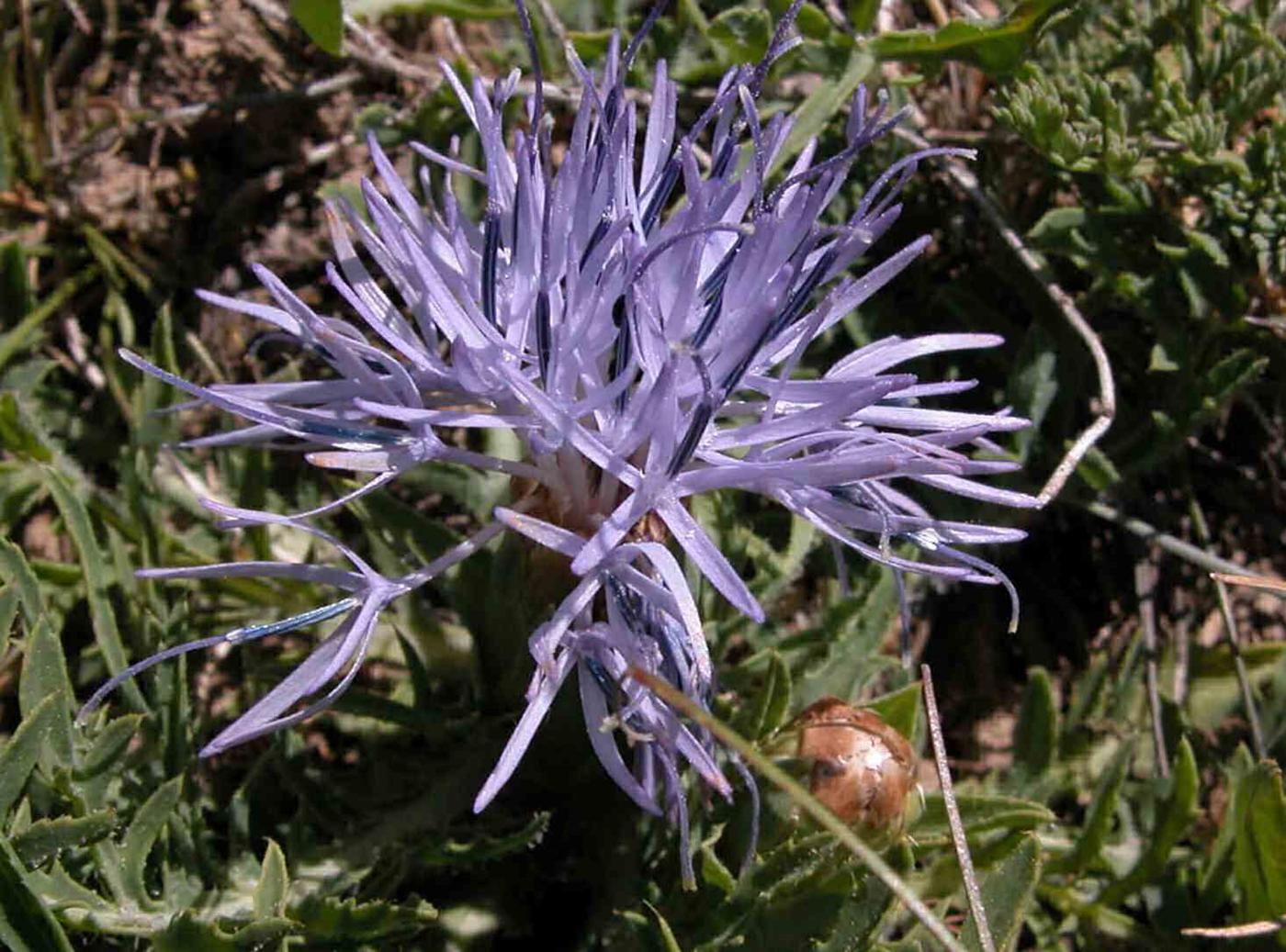 Thistle, Dwarf blue flower